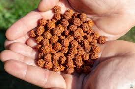 Rudraksha Crystal